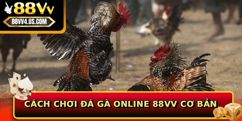 Cách Chơi Đá Gà Online 88VV Theo Chuẩn Luật Quốc Tế 2 Cách chơi đá gà online 88VV cơ bản